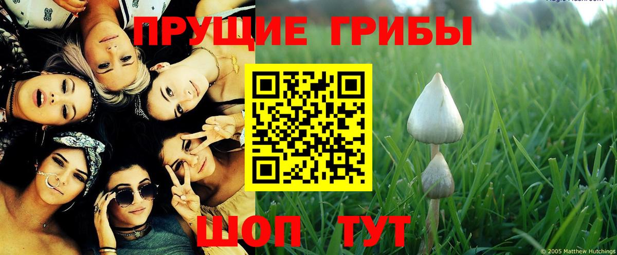 Галлюциногенные грибы Psilocybe Ишим